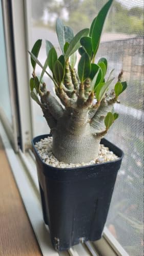 観葉植物 アデニウム アラビカム ドワーフ」の人気商品一覧・価格比較